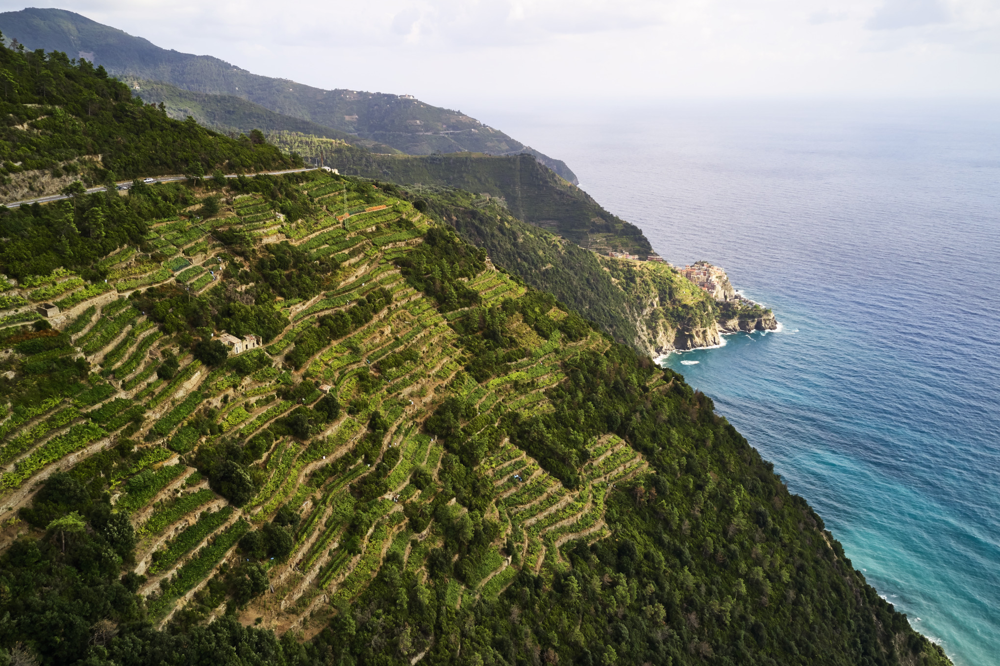 ВСЕСВІТНЯ МЕРЕЖА