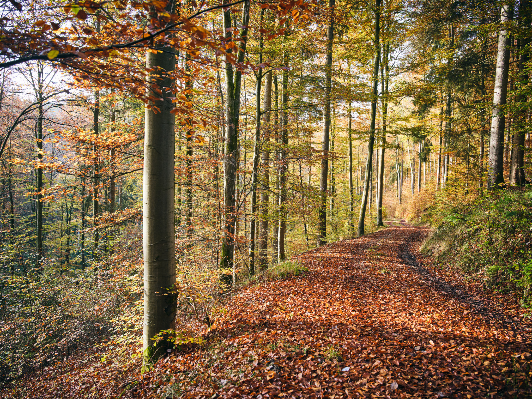 Економічна стійкість