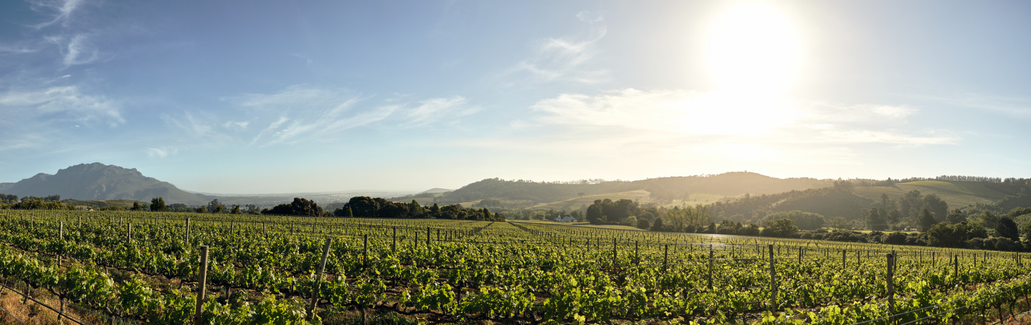 Торговельні компанії STIHL в Африці