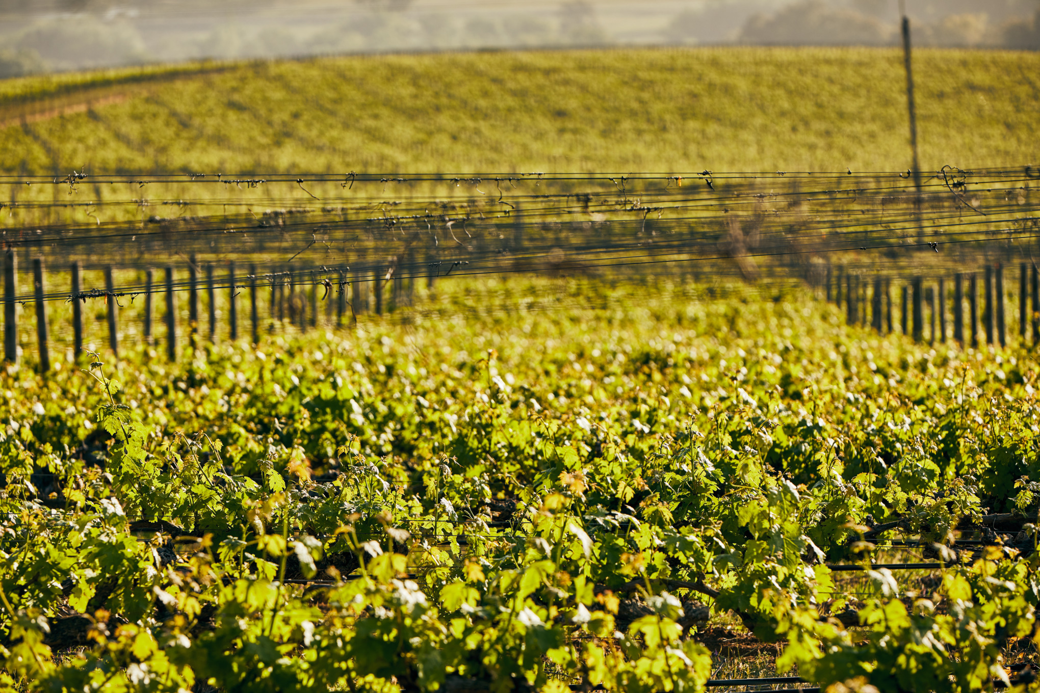 Торговельні компанії STIHL у Південній Америці