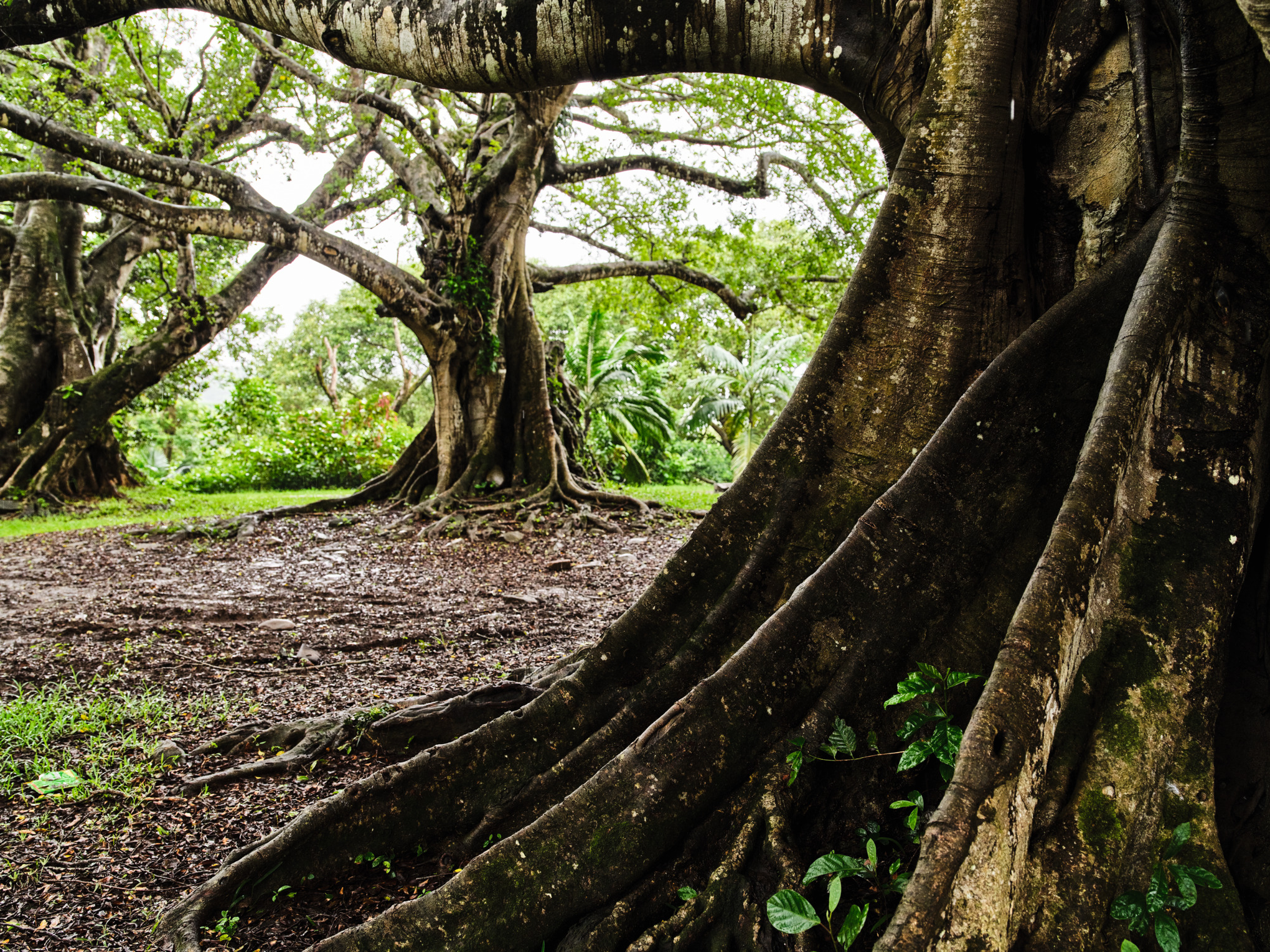 Кліматична стратегія