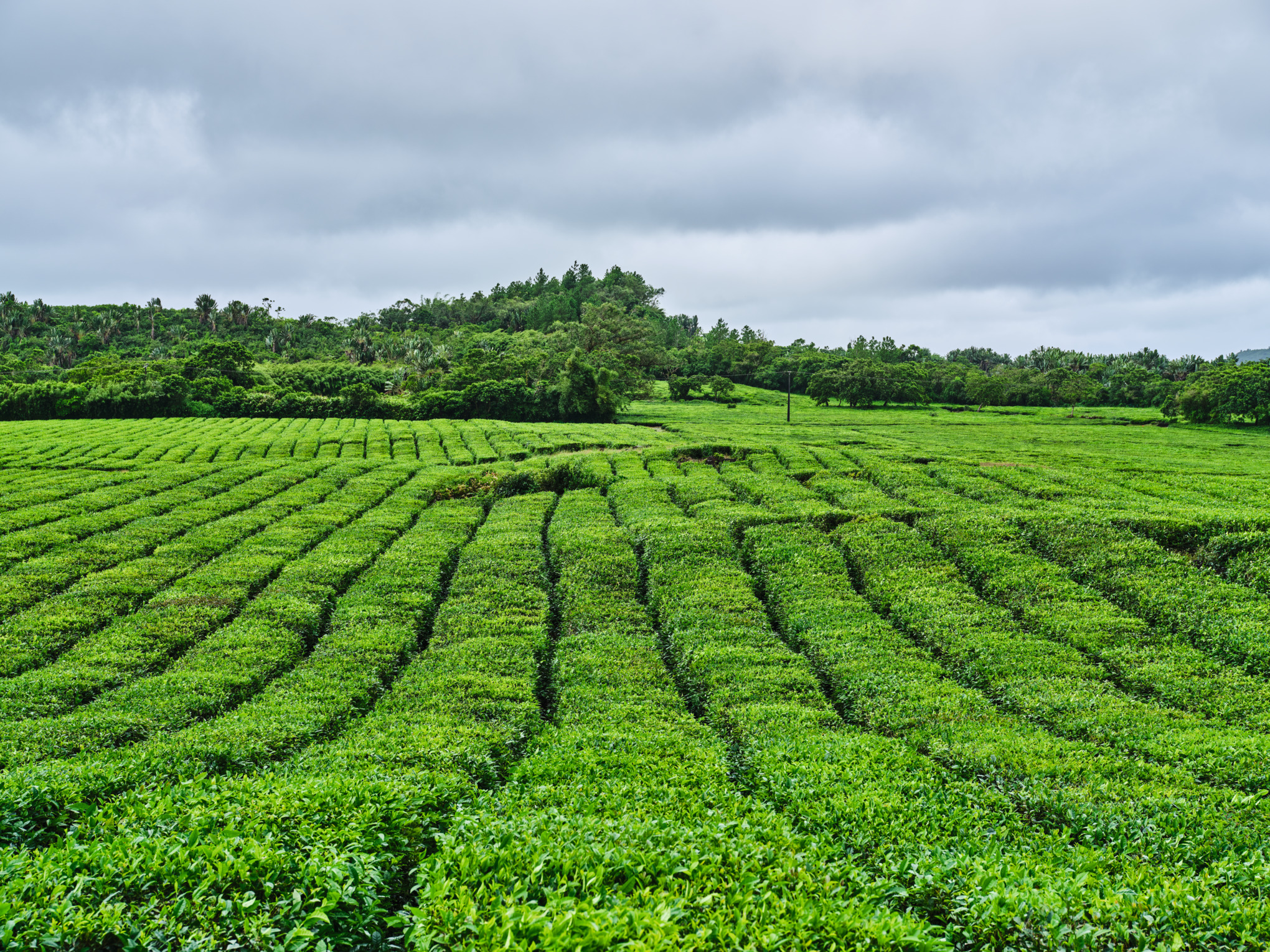 Торговельні компанії STIHL на Близькому Сході