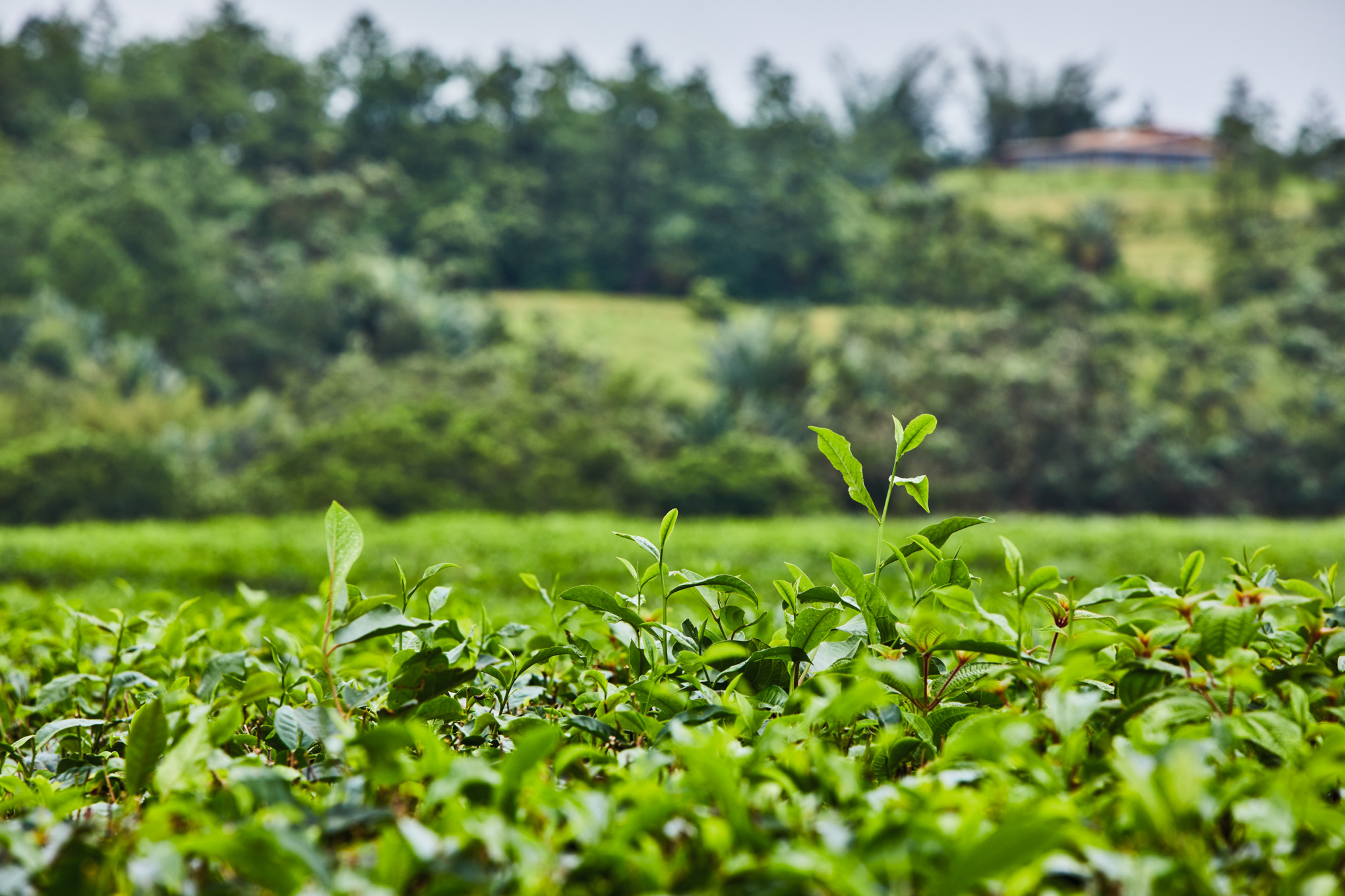 Зростання за образом природи