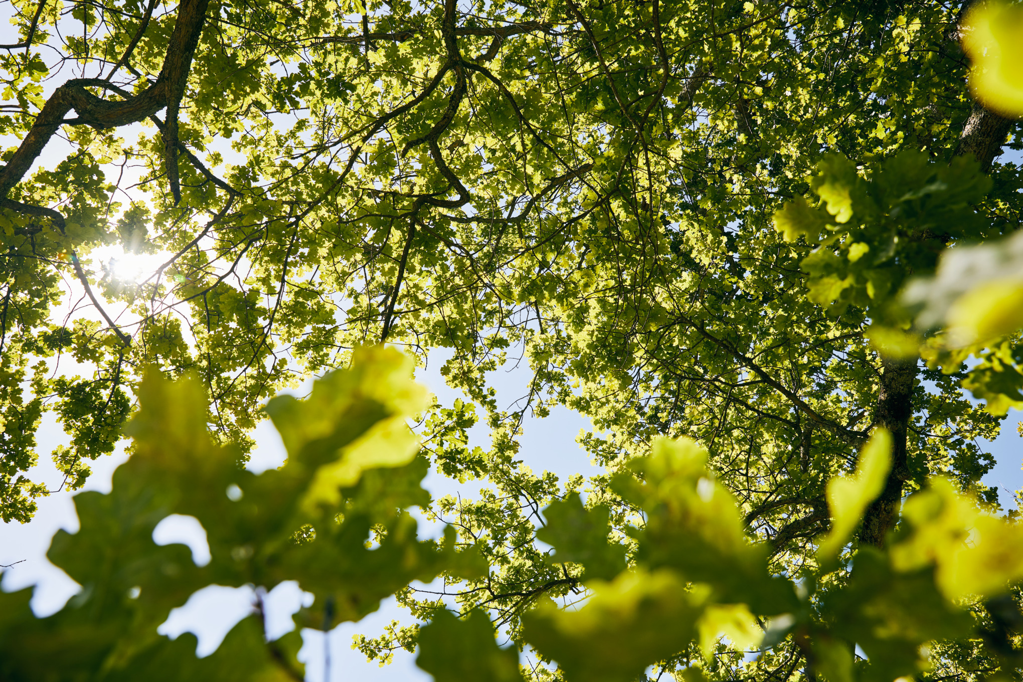 Сталий розвиток